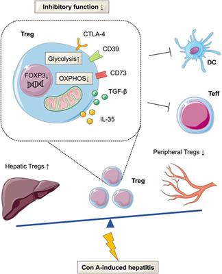 Glucose Metabolism Reprogramming of Regulatory T Cells in Concanavalin A-Induced Hepatitis